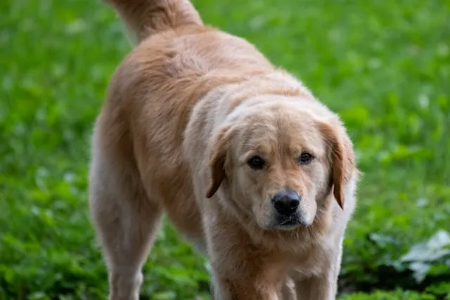 sang dans les selles du chien