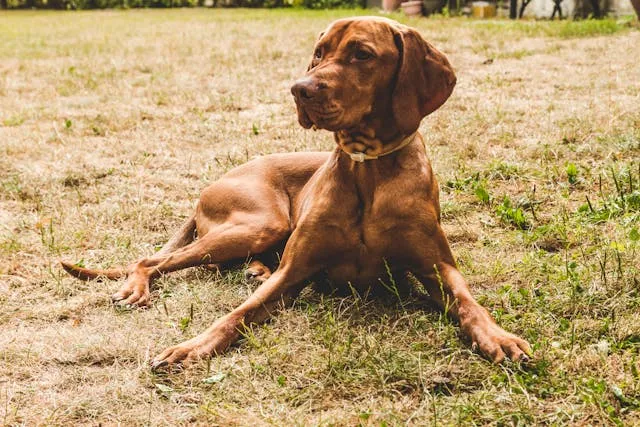 sang dans les selles du chien